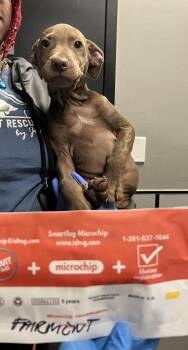 Labrador Retriever and Terrier Dogs Available for Adoption - Fairmont | PetCurious