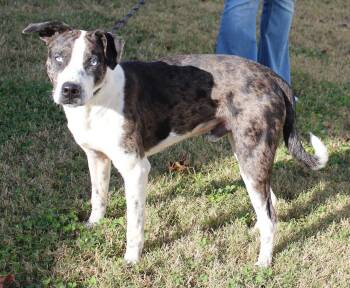 Rescue Catahoula Leopard Dog Dogs for Adoption in Claremore, Oklahoma - CATAHOULA MIXES | PetCurious