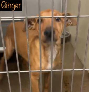 Rescue Australian Cattle Dog Blue Heeler and Mixed Breed Dogs for Adoption in Springfield, Illinois - Ginger | PetCurious