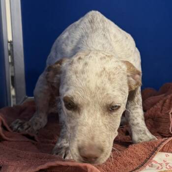 Mixed Breed Dogs Available for Adoption in Las Cruces, New Mexico - Brinly | PetCurious