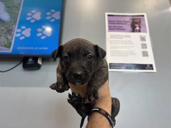 Pit Bull Terrier Dogs Available for Adoption in Rowlett, Texas - NEVADA | PetCurious