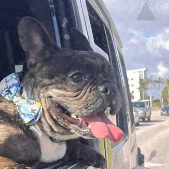 Mr Pickles -  French Bulldog Dog for Adoption - Mr Pickles | PetCurious