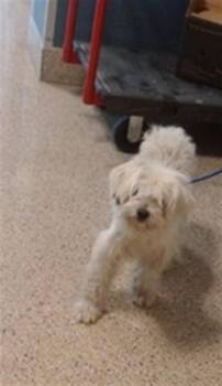 Shih Tzu Dogs Available for Adoption in Doral, Florida - BLANCA | PetCurious