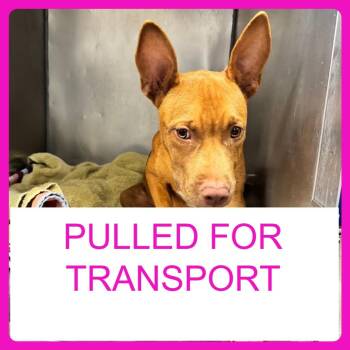 Mateo -  Pharaoh Hound and Mixed Breed Dog for Adoption in Washington, Pennsylvania - Mateo | PetCurious