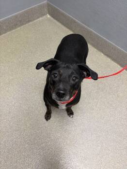 Rescue Chihuahua and Mixed Breed Dogs for Adoption in Las Vegas, Nevada - LUNA | PetCurious