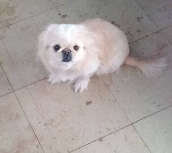 Rescue Pekingese Dogs for Adoption in Oakdale, Tennessee - Bonnie | PetCurious