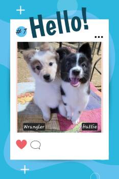 Border Collie and Australian Cattle Dog Blue Heeler Dogs Available for Adoption - Hattie & Wrangler | PetCurious