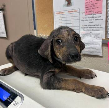 TIMON -  German Shepherd Dog and Mixed Breed Dog for Adoption in Conroe, Texas - TIMON | PetCurious