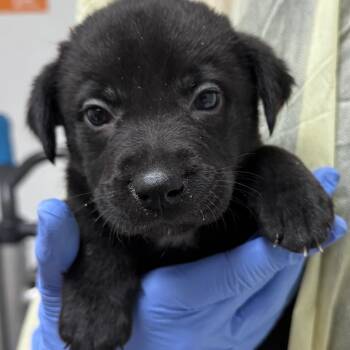 Fulton -  Mixed Breed and Border Collie Dog for Adoption in Salt Lake City, Utah - Fulton | PetCurious