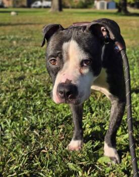 Dora -  Pit Bull Terrier Dog for Adoption in Chicago, Illinois - Dora | PetCurious