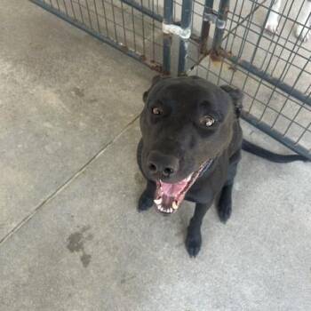 Dollie -  Labrador Retriever and Mixed Breed Dog for Adoption in Marble, North Carolina - Dollie | PetCurious