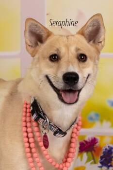Rescue Shiba Inu and Shepherd Dogs for Adoption in Gilbert, Arizona - Seraphine | PetCurious