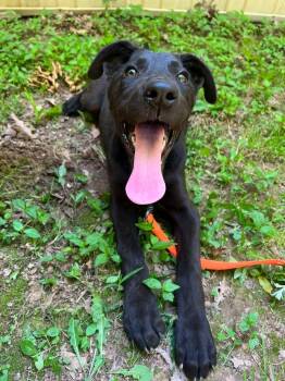 Pepper -  Great Dane and Mixed Breed Dog for Adoption in Fayetteville, Tennessee - Pepper | PetCurious