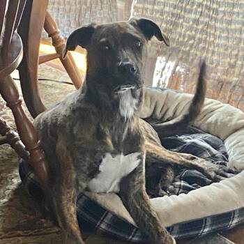 Rescue Terrier Dogs for Adoption in Columbia, South Carolina - Officer Big Mac | PetCurious