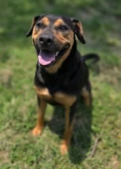 EMILY -  Mixed Breed Dog for Adoption in Columbia, South Carolina - EMILY | PetCurious