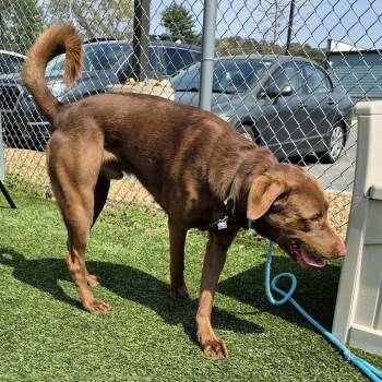 Chocolate Labrador Retriever Dogs Available for Adoption in Chattanooga, Tennessee - Rocky | PetCurious