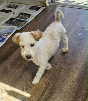 Poodle Dogs Available for Adoption in Santa Rosa, California - Oso | PetCurious