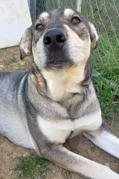 Husky and Pit Bull Terrier Dogs Available for Adoption in Port Alberni, British Columbia - Ember | PetCurious