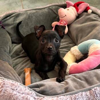 Petunia TB -  Chihuahua and Mixed Breed Dog for Adoption in Austin, Texas - Petunia TB | PetCurious