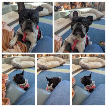 Chester -  French Bulldog Dog for Adoption in Tenafly, New Jersey - Chester | PetCurious