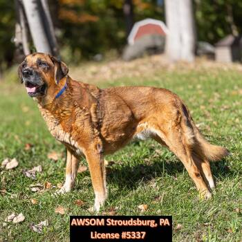 Leonidas -  Anatolian Shepherd Dog for Adoption in Stroudsburg, Pennsylvania - Leonidas | PetCurious
