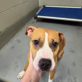Fiona -  Mixed Breed Dog for Adoption in Batavia, Ohio - Fiona | PetCurious