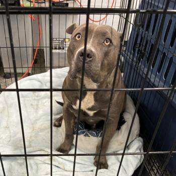 Rescue Mixed Breed Dogs for Adoption in Jeffersonville, Indiana - Millie | PetCurious