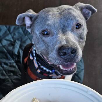 Pit Bull Terrier Dogs Available for Adoption in Las Vegas, Nevada - Rue VT 53869 | PetCurious