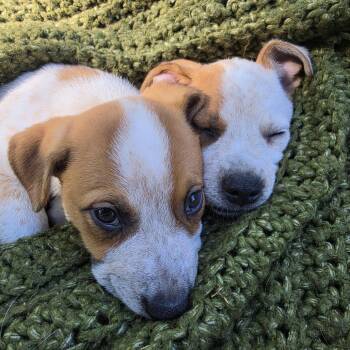 Daisy D71082 -  Australian Shepherd and Mixed Breed Dog for Adoption in Minnetonka, Minnesota - Daisy D71082 | PetCurious