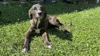 Rescue Retriever and Terrier Dogs for Adoption in Plainfield, Illinois - Pecan | PetCurious