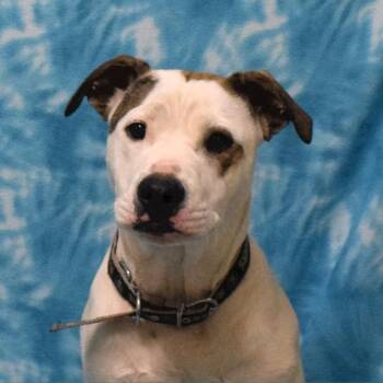 Rescue Pit Bull Terrier Dogs for Adoption in Eureka, California - Soy Sauce (Now Goofy) | PetCurious