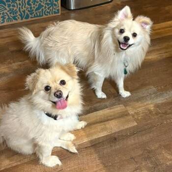 Rescue Mixed Breed Dogs for Adoption in Buffalo, Minnesota - Doody | PetCurious