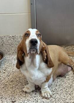 Zodiac 63743 -  Basset Hound and Mixed Breed Dog for Adoption in Aiken, South Carolina - Zodiac 63743 | PetCurious