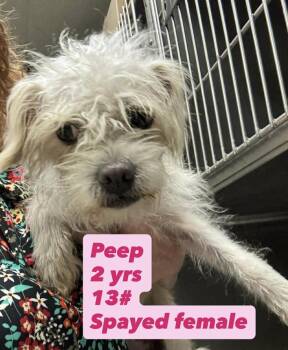Maltese and Poodle Dogs Available for Adoption in San Diego, California - Peep | PetCurious