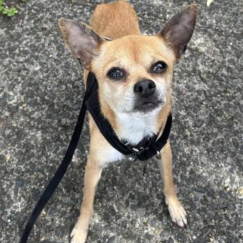 Chihuahua Dogs Available for Adoption in Portland, Oregon - Fettuccine | PetCurious