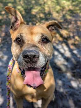 Rescue Mixed Breed Dogs for Adoption in Jacksonville, Florida - FRITO | PetCurious