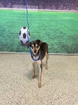 KIMI -  Chihuahua Dog for Adoption in Doral, Florida - KIMI | PetCurious
