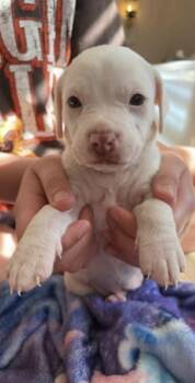 Sweat Pea -  American Bulldog and Pit Bull Terrier Dog for Adoption in Holly Springs, North Carolina - Sweat Pea | PetCurious