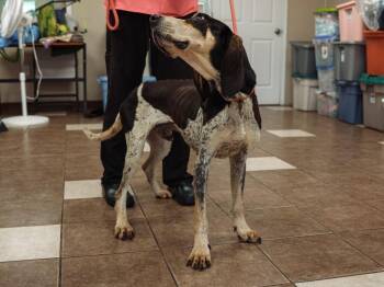 Bartholomew -  Bluetick Coonhound Dog for Adoption in Mocksville, North Carolina - Bartholomew | PetCurious