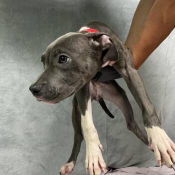 IVHS-Stray-143005 -  Pit Bull Terrier Dog for Adoption in San Gabriel, California - IVHS-Stray-143005 | PetCurious