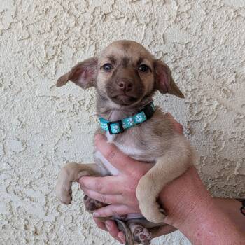 Chiweenie Dogs Available for Adoption in Las Vegas, Nevada - Laura Jean  | PetCurious