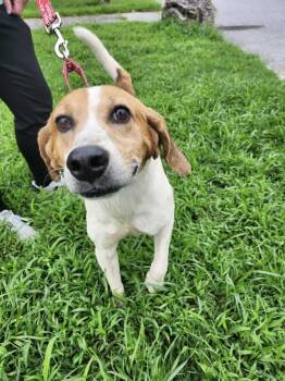 Rescue Mixed Breed Dogs for Adoption in Milton, Delaware - Boaz Biscuit | PetCurious