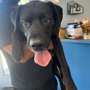 Zuzu -  Labrador Retriever Dog for Adoption in Kingman, Arizona - Zuzu | PetCurious