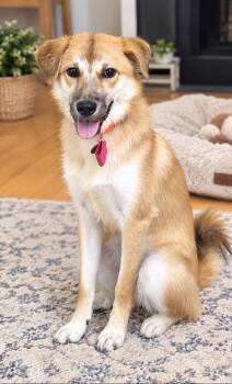 Bailey -  Jindo and Carolina Dog Dog for Adoption in San Diego, California - Bailey | PetCurious