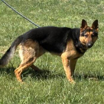 German Shepherd Dog Dogs Available for Adoption in Rustburg, Virginia - Zeppelin - At Shelter Available 4/30 | PetCurious