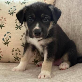 Cookies N Cream -  Shepherd and Labrador Retriever Dog for Adoption in Fort Worth, Texas - Cookies N Cream | PetCurious