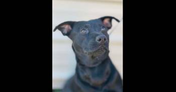 Labrador Retriever Dogs Available for Adoption in Naperville, Illinois - Magic | PetCurious