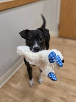 Rescue Mixed Breed Dogs for Adoption in Woodstock, Illinois - Mary | PetCurious