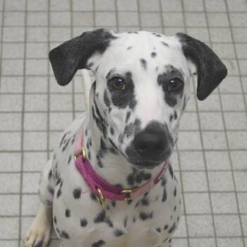 Katie -  Dalmatian Dog for Adoption in Camden, Delaware - Katie | PetCurious