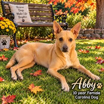 ABBY- 10 YEAR FEMALE CAROLINA DOG - PETCO, 5011 E. RAY ROAD, PHX -  Carolina Dog Dog for Adoption in Mesa, Arizona - ABBY- 10 YEAR FEMALE CAROLINA DOG - PETCO, 5011 E. RAY ROAD, PHX | PetCurious